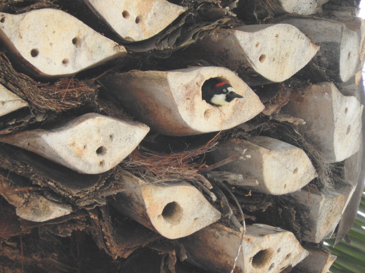 Acorn Woodpecker - Aidan Coohill