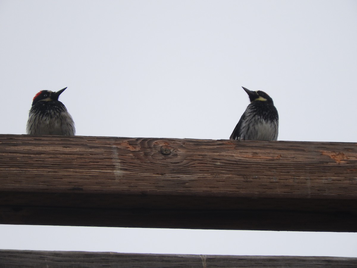 Acorn Woodpecker - ML103696251