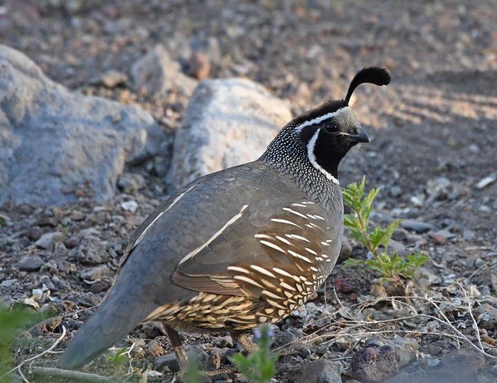 California Quail - ML103696451