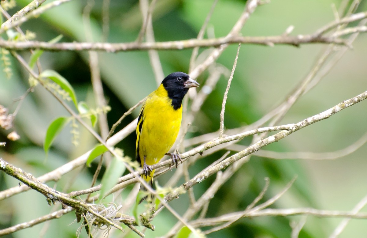 Hooded Siskin - ML103696971