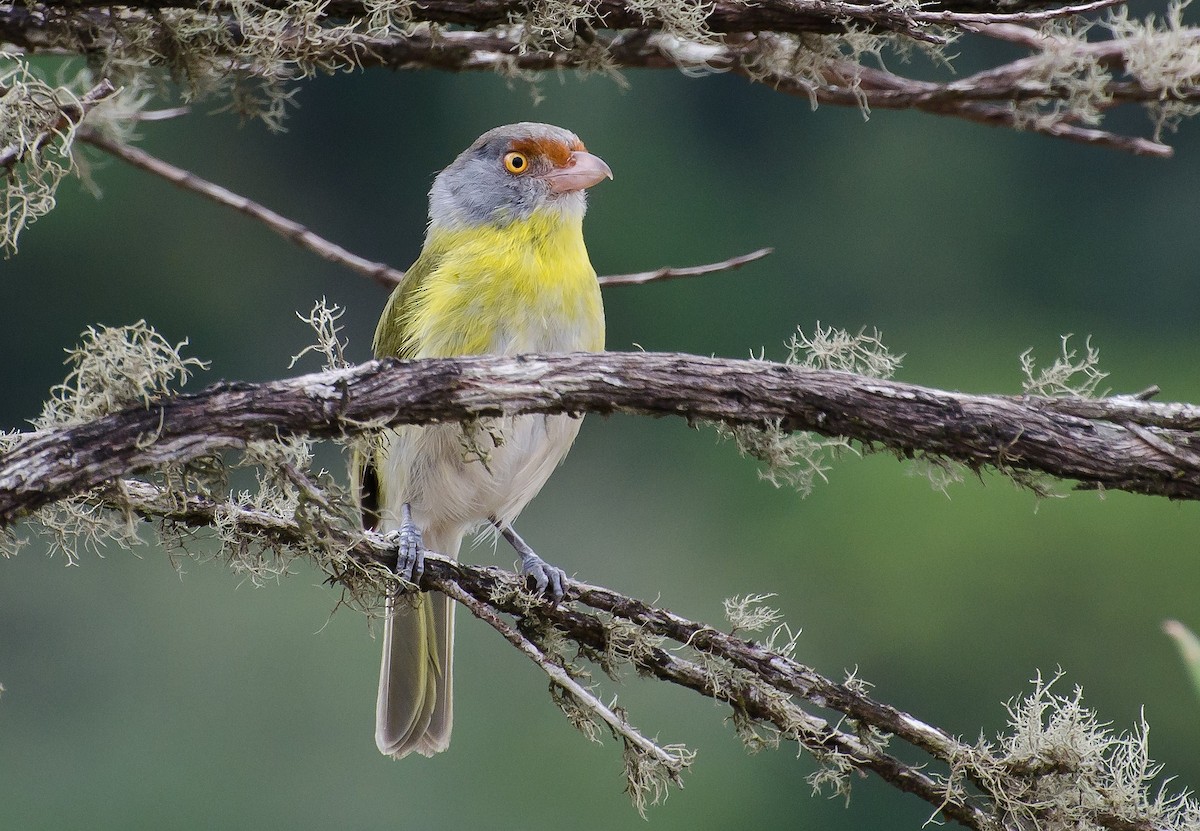 Rufous-browed Peppershrike - ML103697201