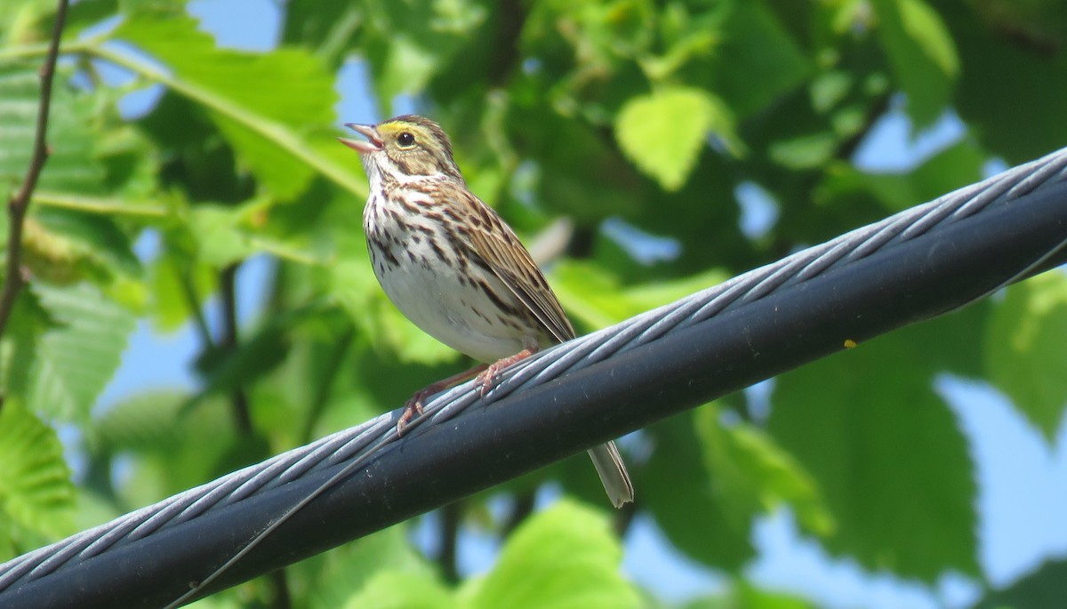 Savannah Sparrow - Michel Turcot