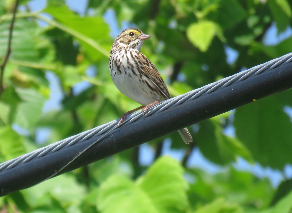 Savannah Sparrow - Michel Turcot