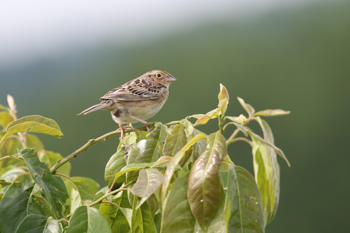 Grasshopper Sparrow - Ezra Staengl