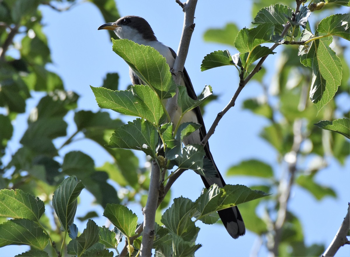 Yellow-billed Cuckoo - ML103700881