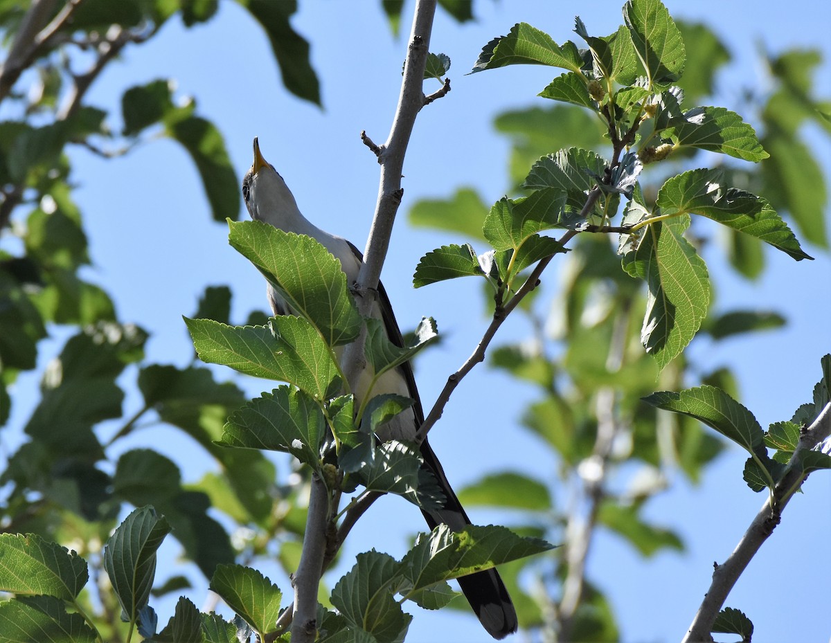 Yellow-billed Cuckoo - ML103700941