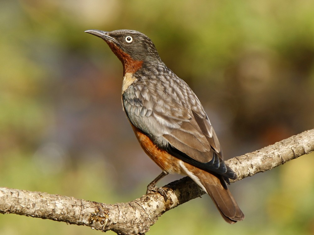 Spot-winged Starling - ML103701321