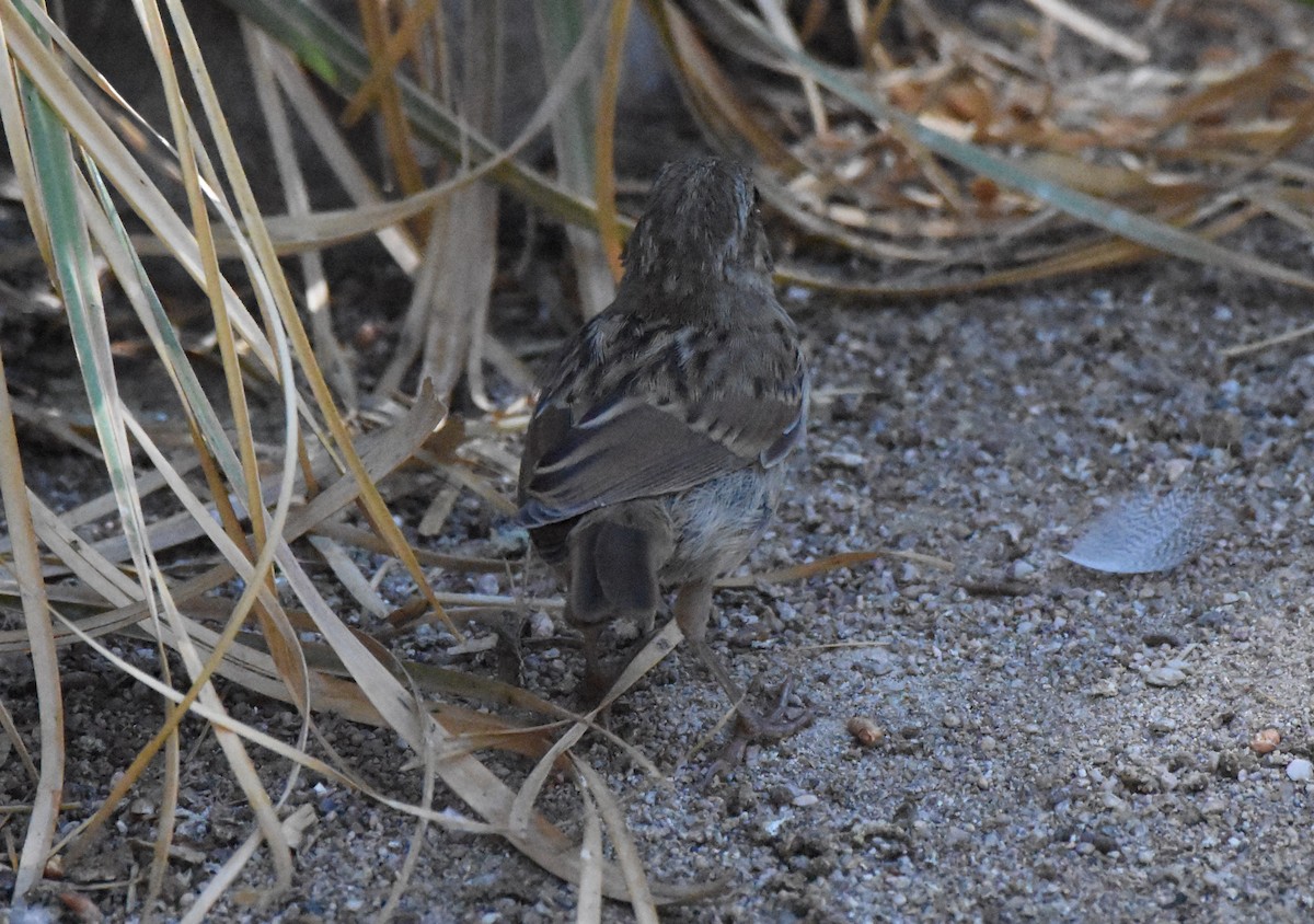 Song Sparrow - Chris Rohrer