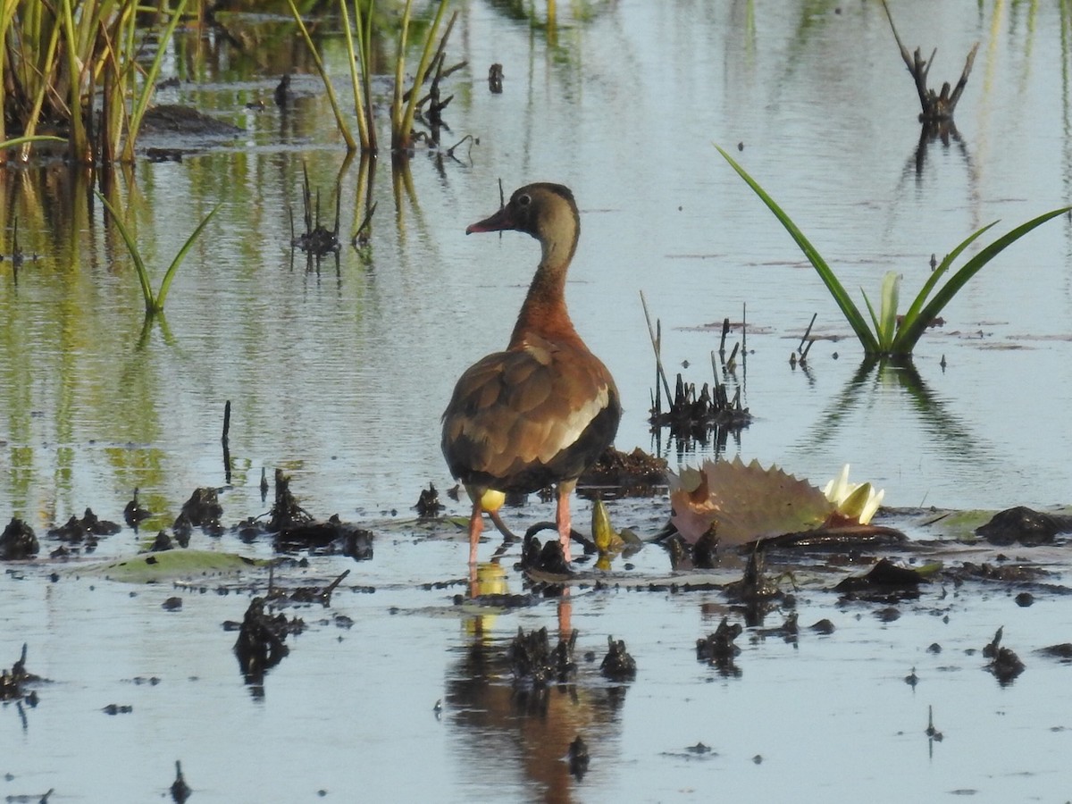 Black-bellied Whistling-Duck - ML103703031
