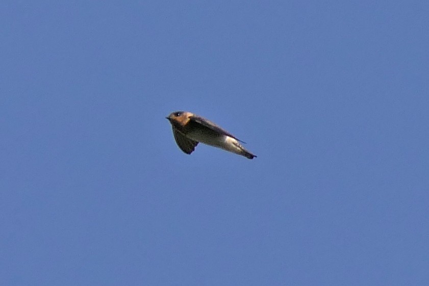 Cliff Swallow - ML103703871