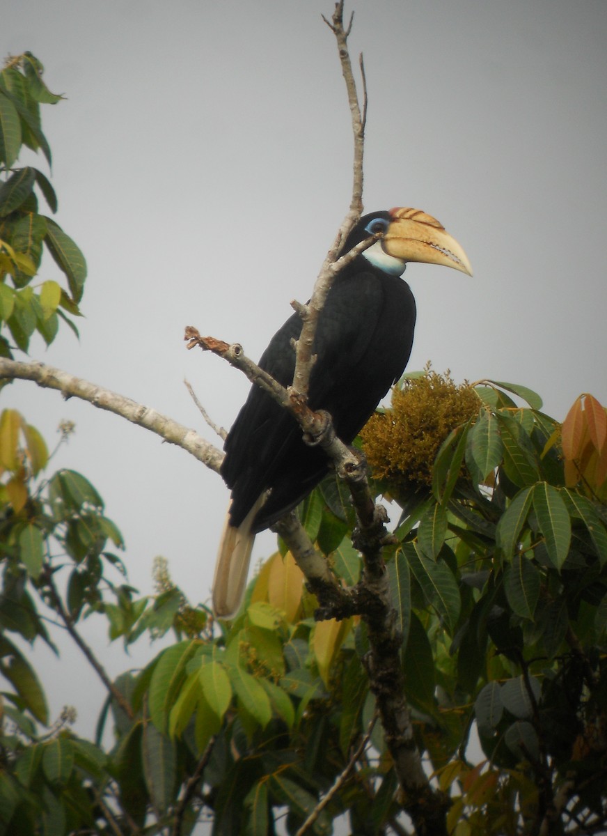 Blyth's Hornbill - Mark Smiles