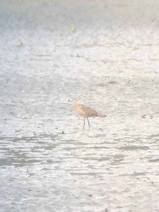 Long-billed Curlew - ML103706441