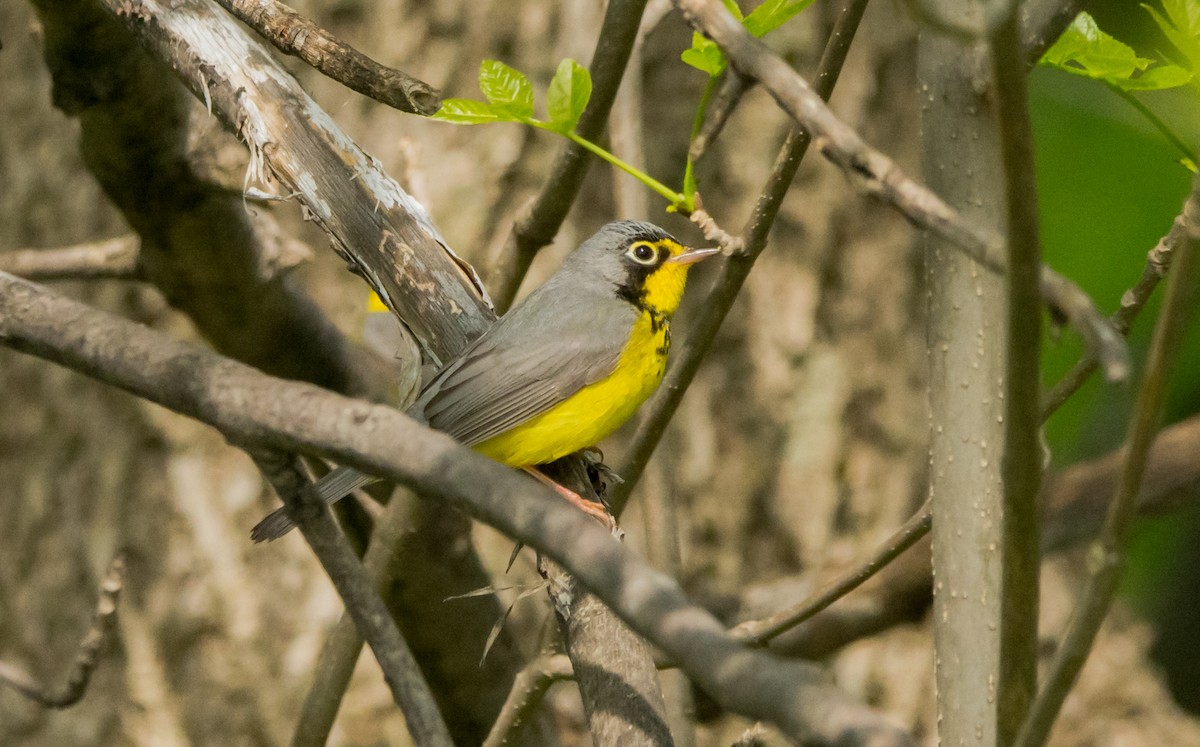 Canada Warbler - ismael chavez