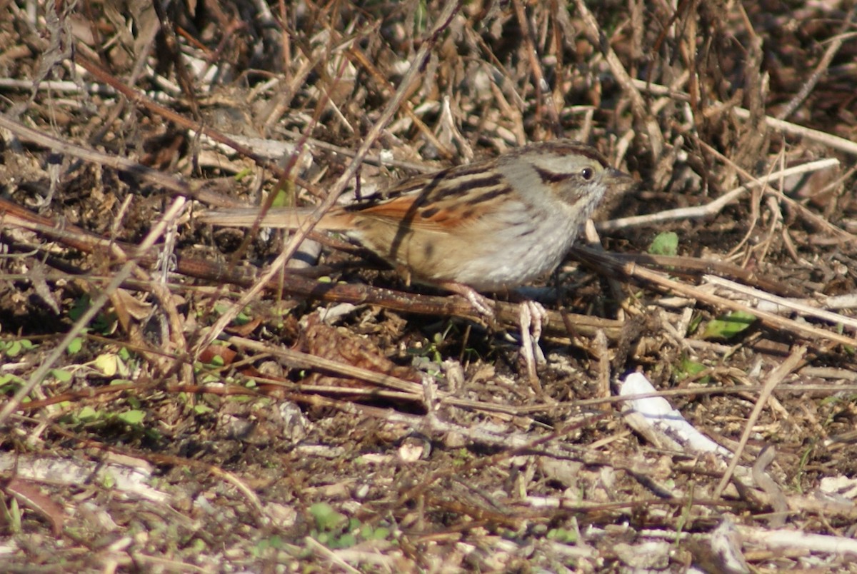 Swamp Sparrow - ML103709631