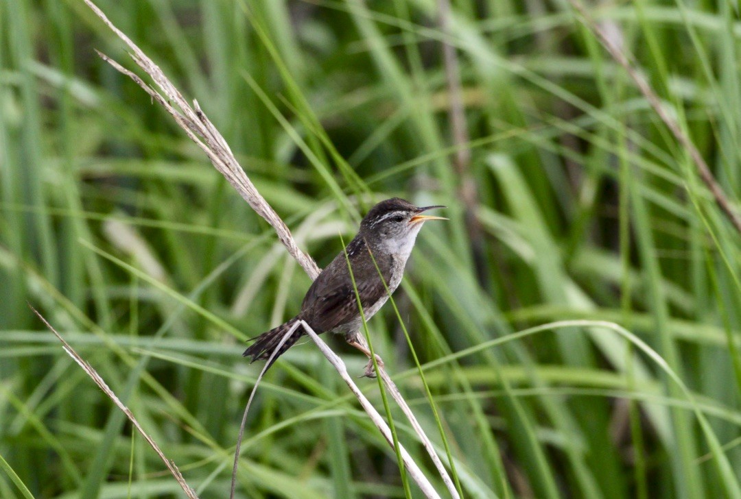 Marsh Wren - ML103710511