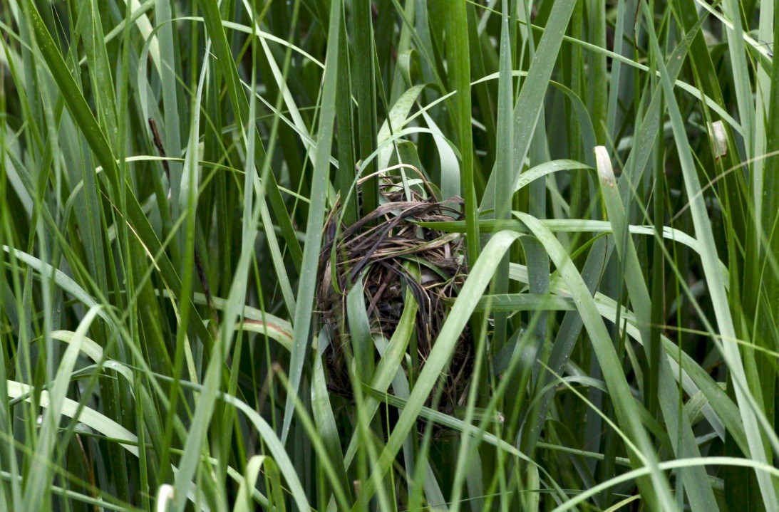 Marsh Wren - ML103710591