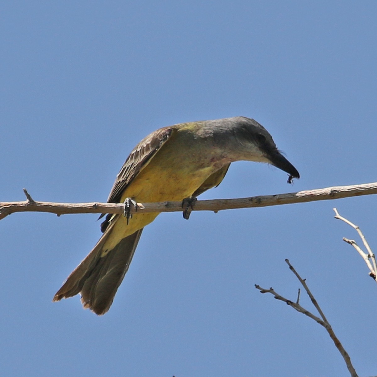 Trauerkönigstyrann - ML103711281