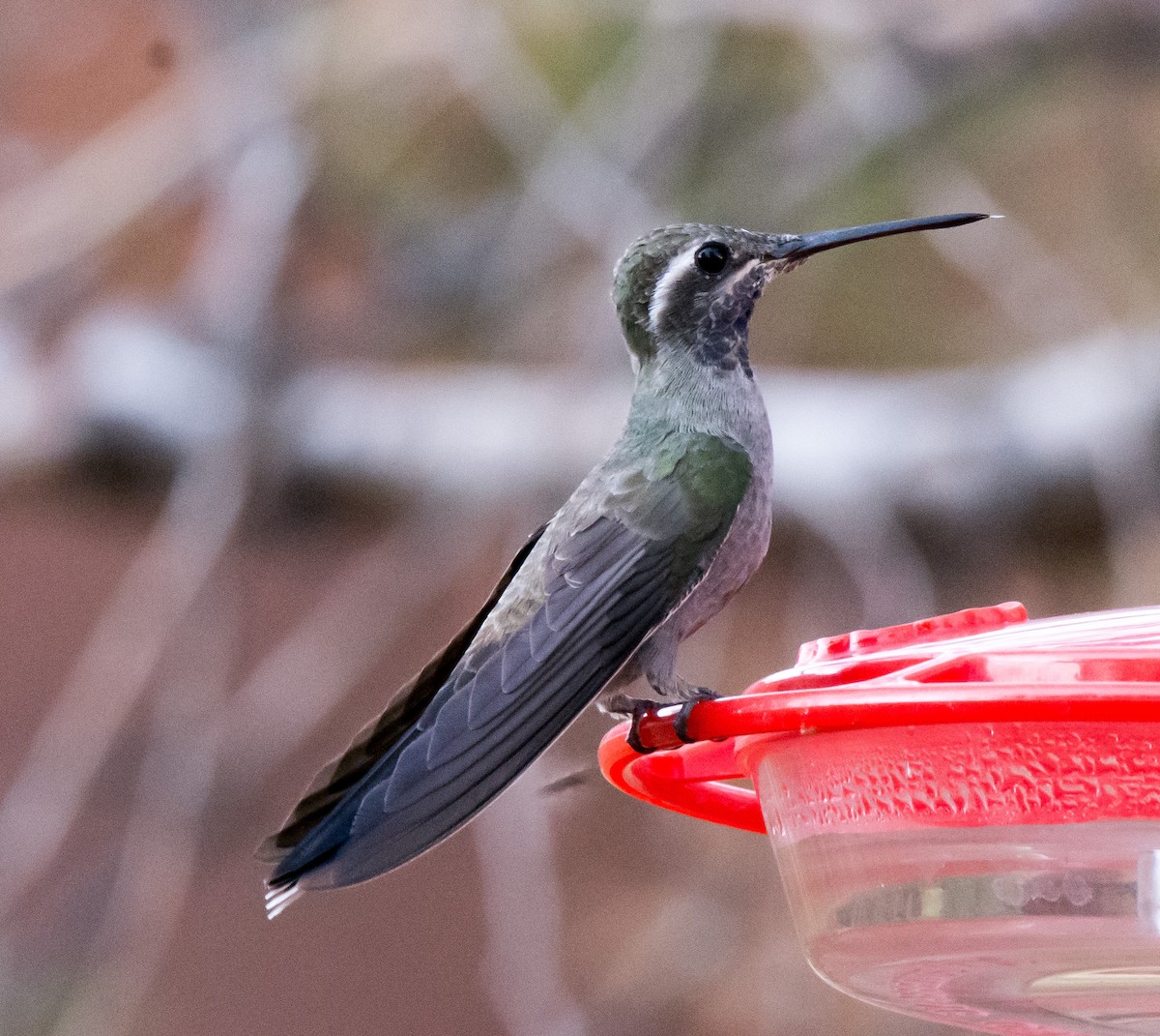 Colibri à gorge bleue - ML103715351