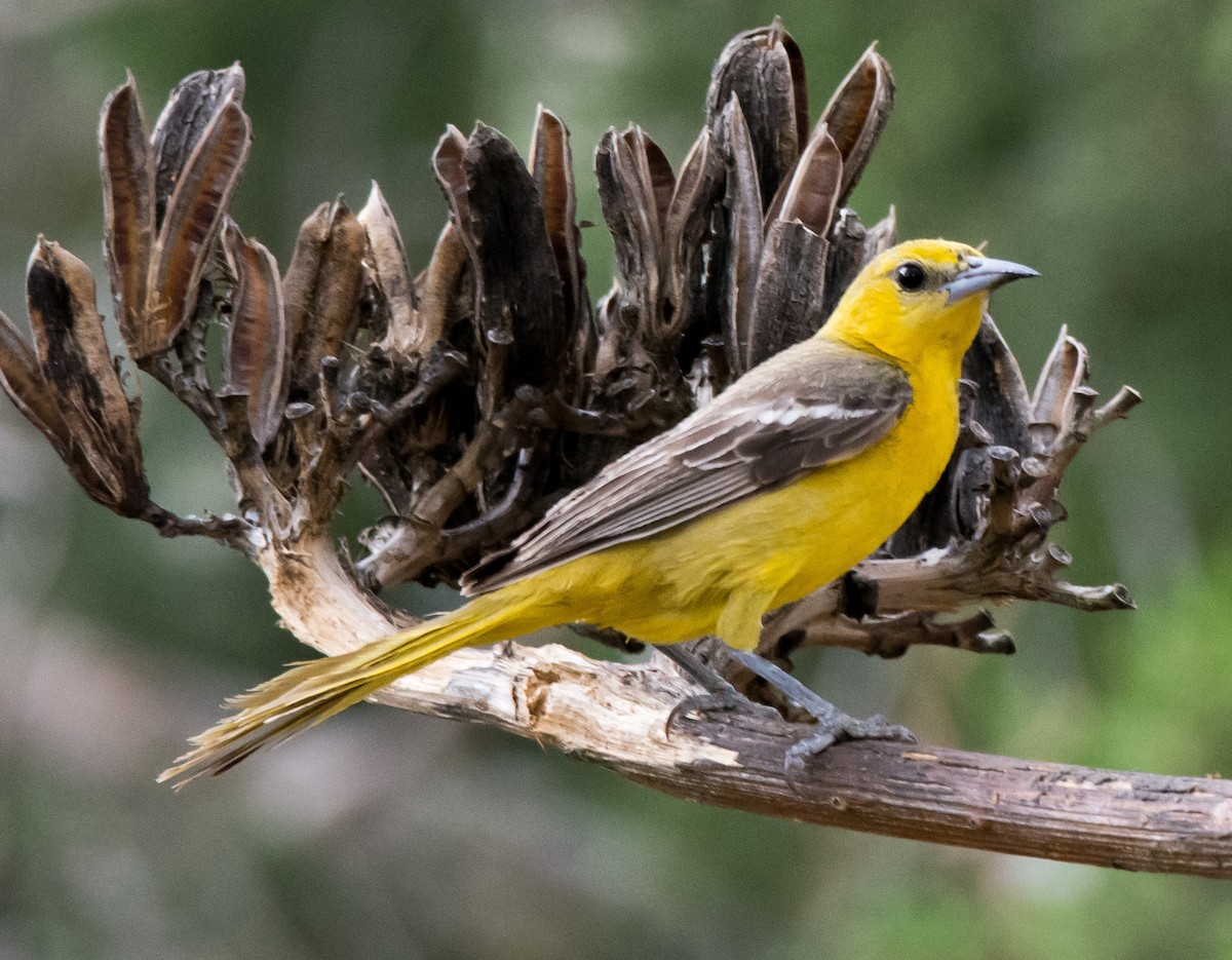 Oriole masqué (groupe nelsoni) - ML103715571