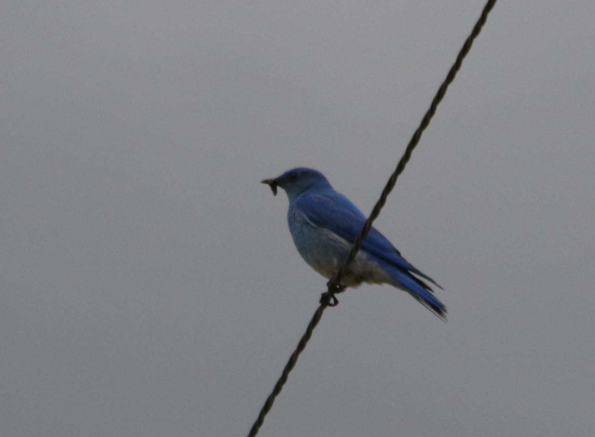 Mountain Bluebird - ML103719781