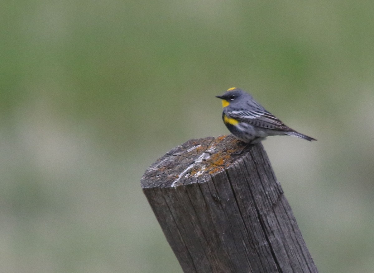 Yellow-rumped Warbler (Audubon's) - ML103719811