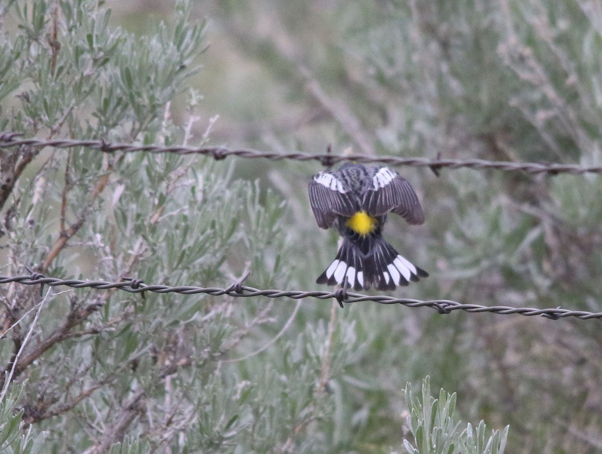 Yellow-rumped Warbler (Audubon's) - ML103719821