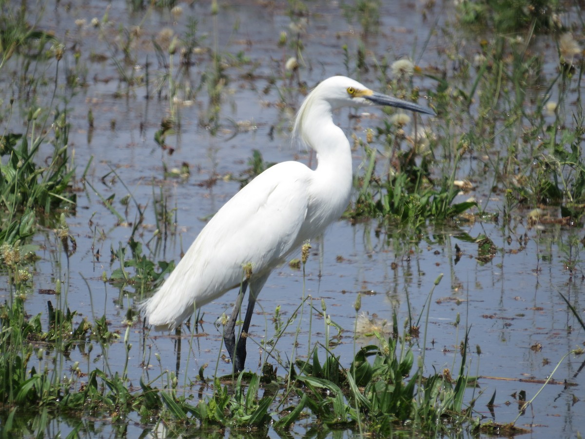 Snowy Egret - Sara Griffith