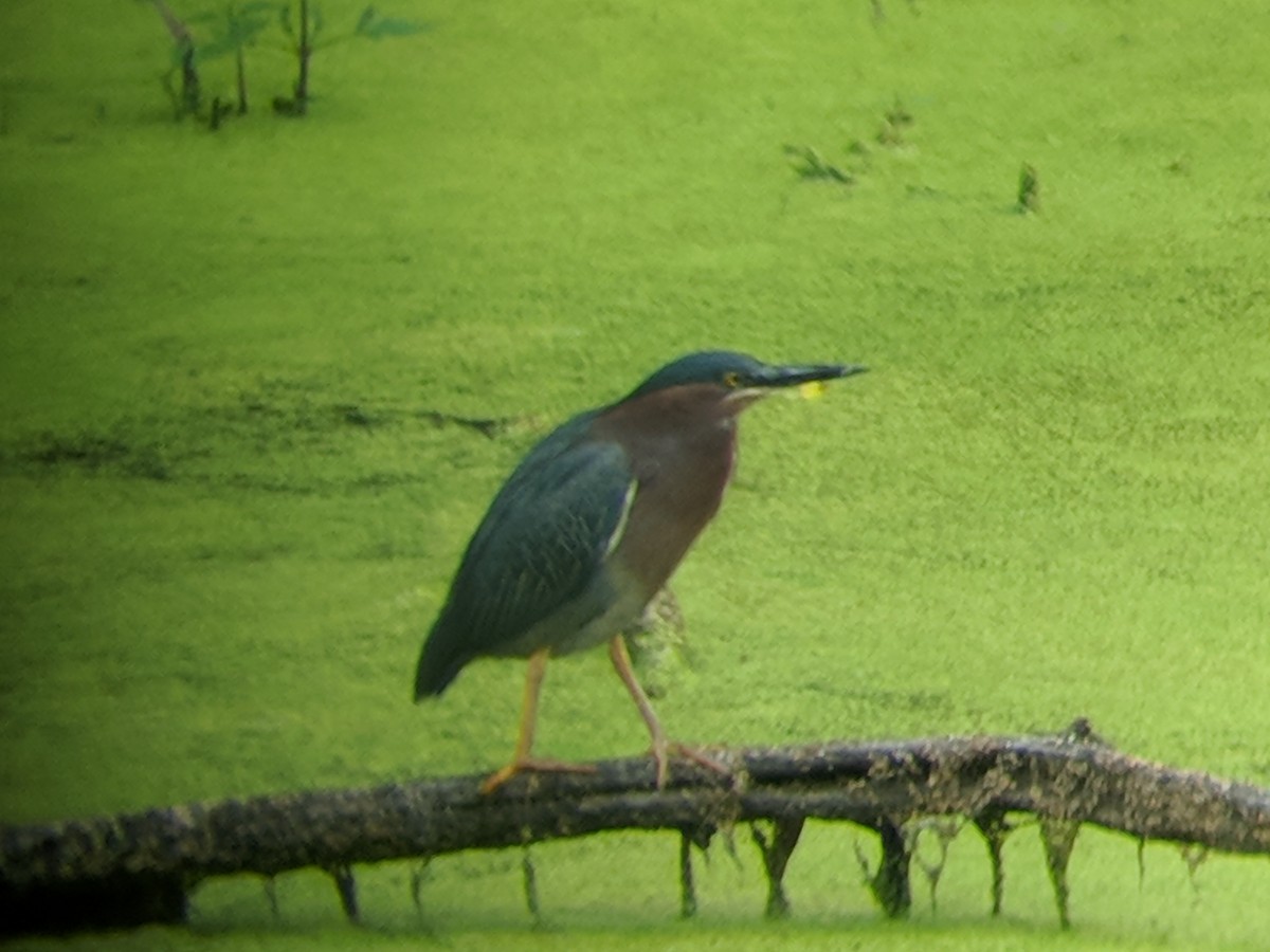 Green Heron - ML103720741