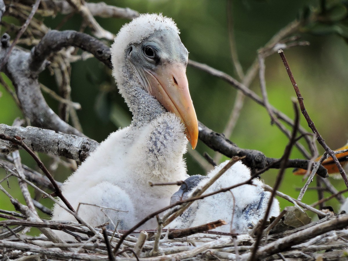 Wood Stork - S. K. Jones