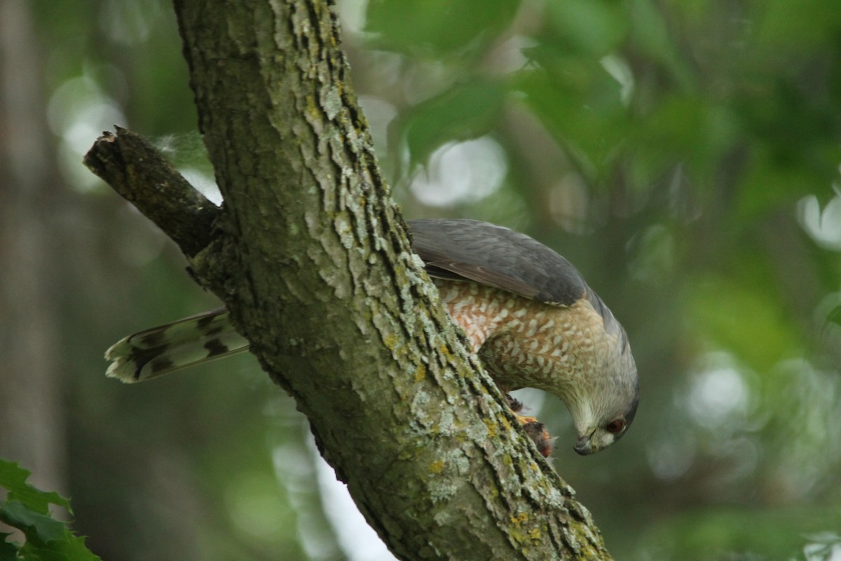 Cooper's Hawk - ML103722981