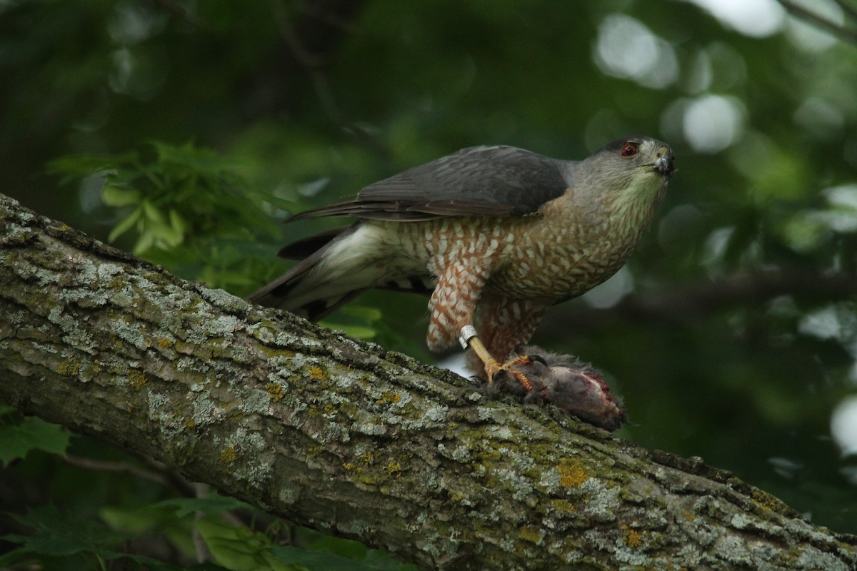 Cooper's Hawk - ML103723001