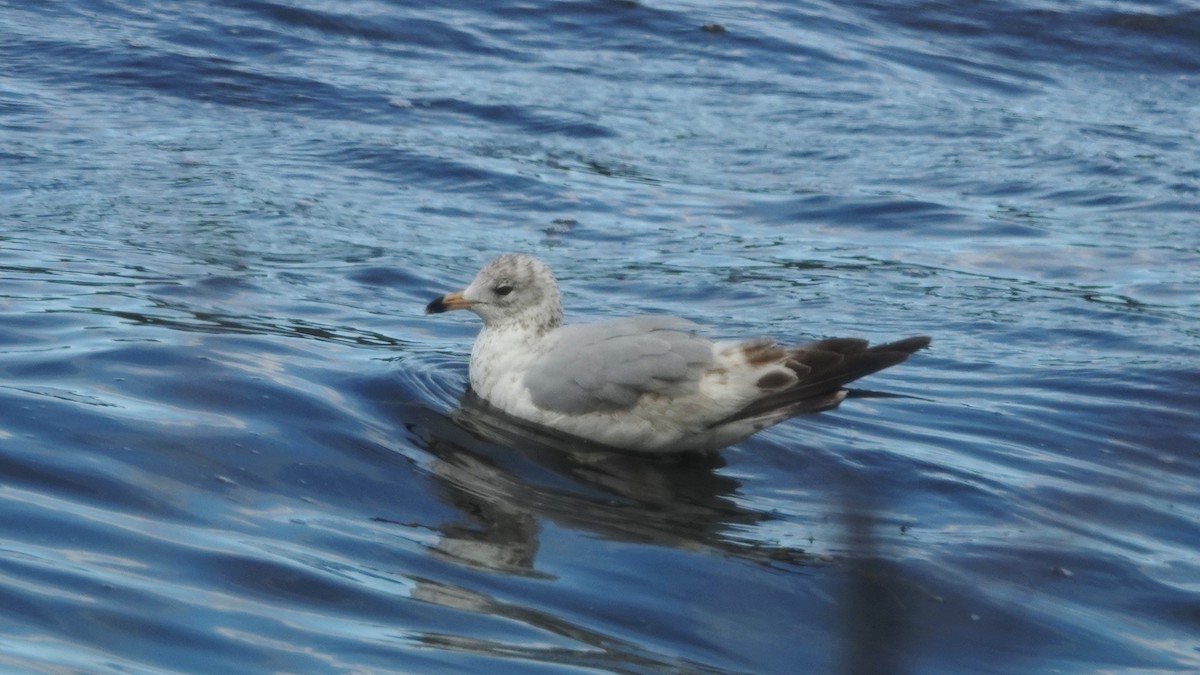 Ring-billed Gull - ML103723591