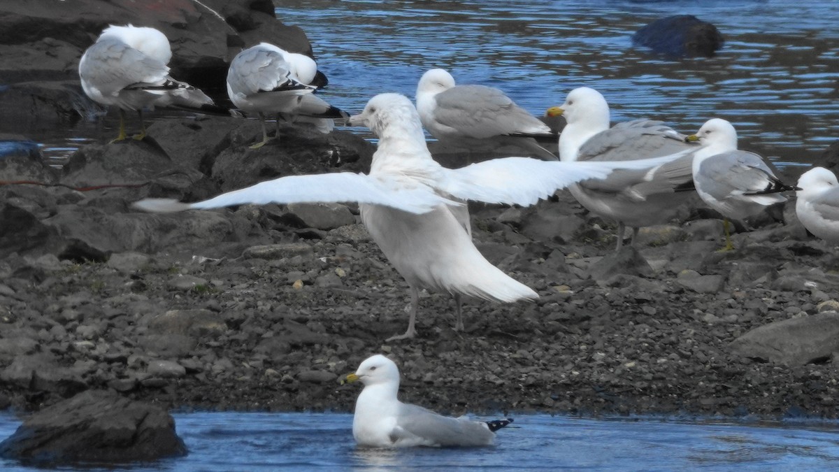 Glaucous Gull - ML103723771