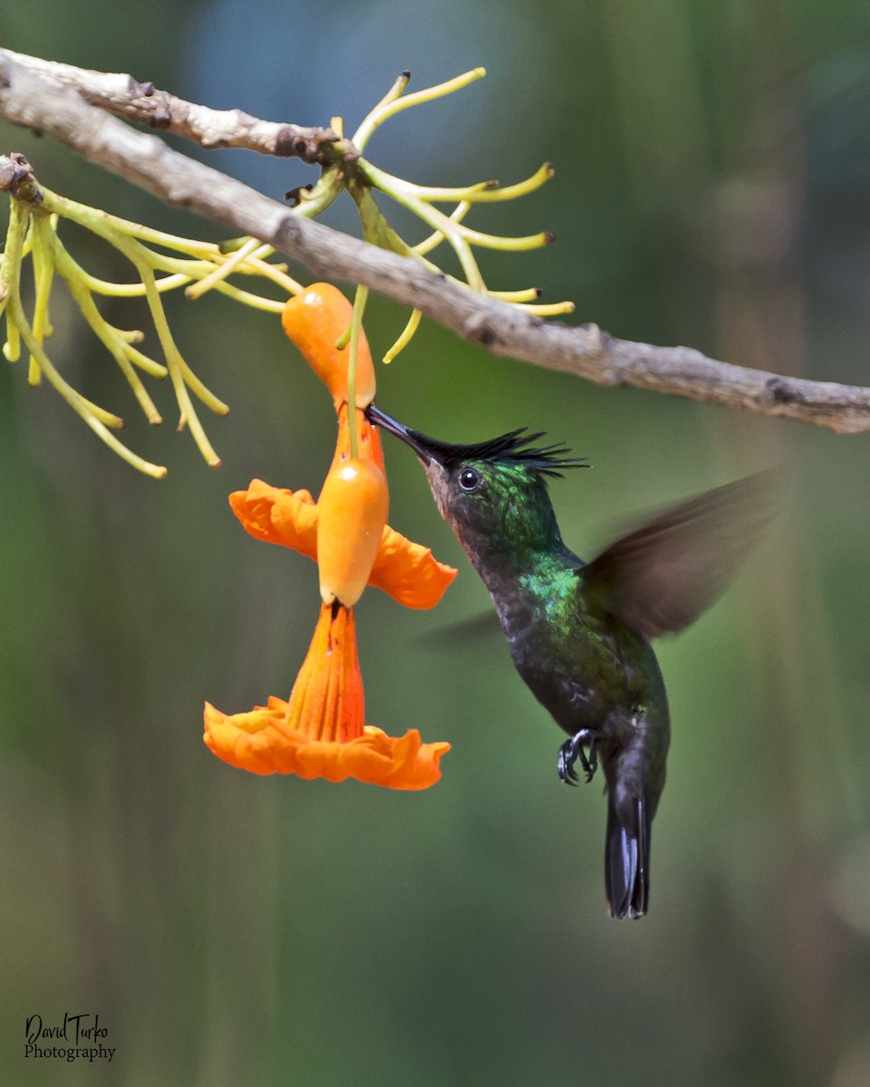 Antillean Crested Hummingbird - ML103724521