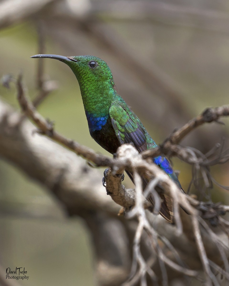 Colibrí Caribeño Gorjiverde - ML103724541