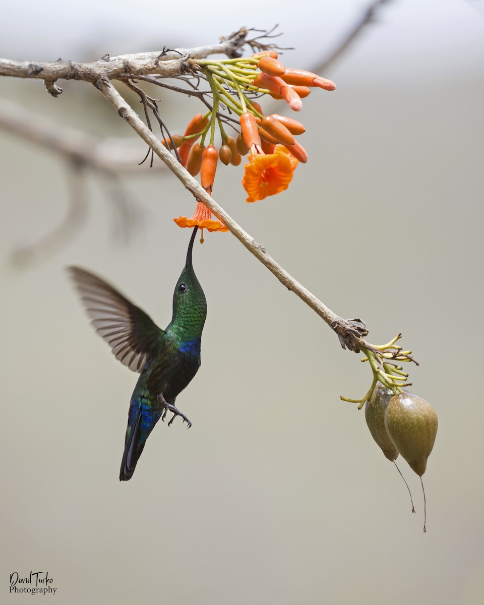 Green-throated Carib - David Turko