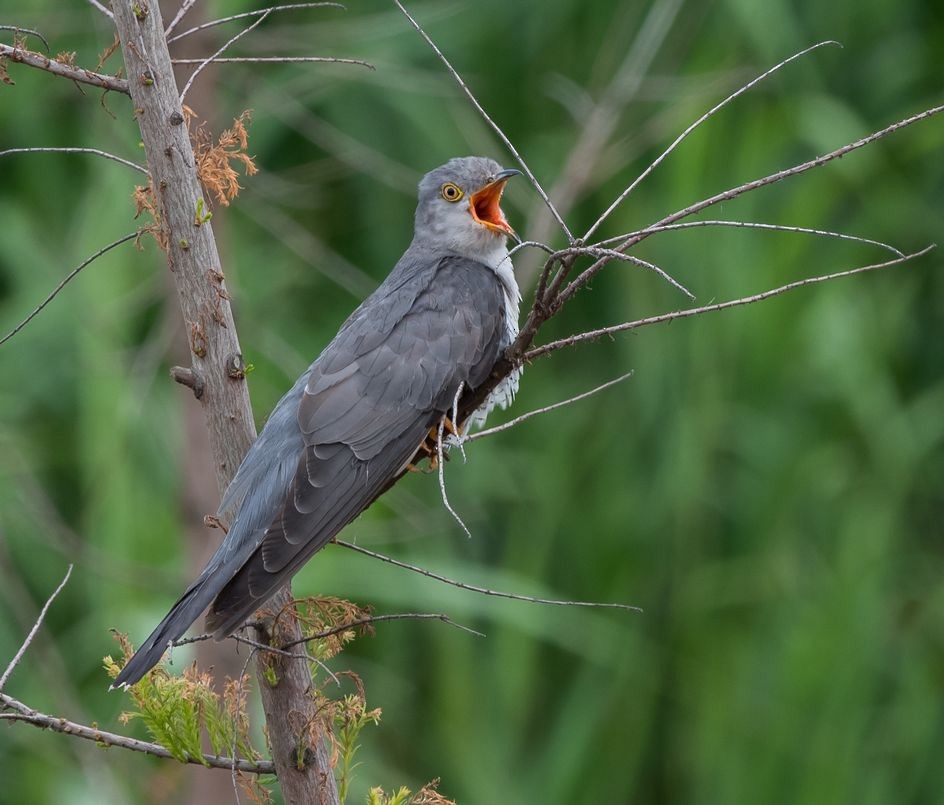Common Cuckoo - Kai Pflug