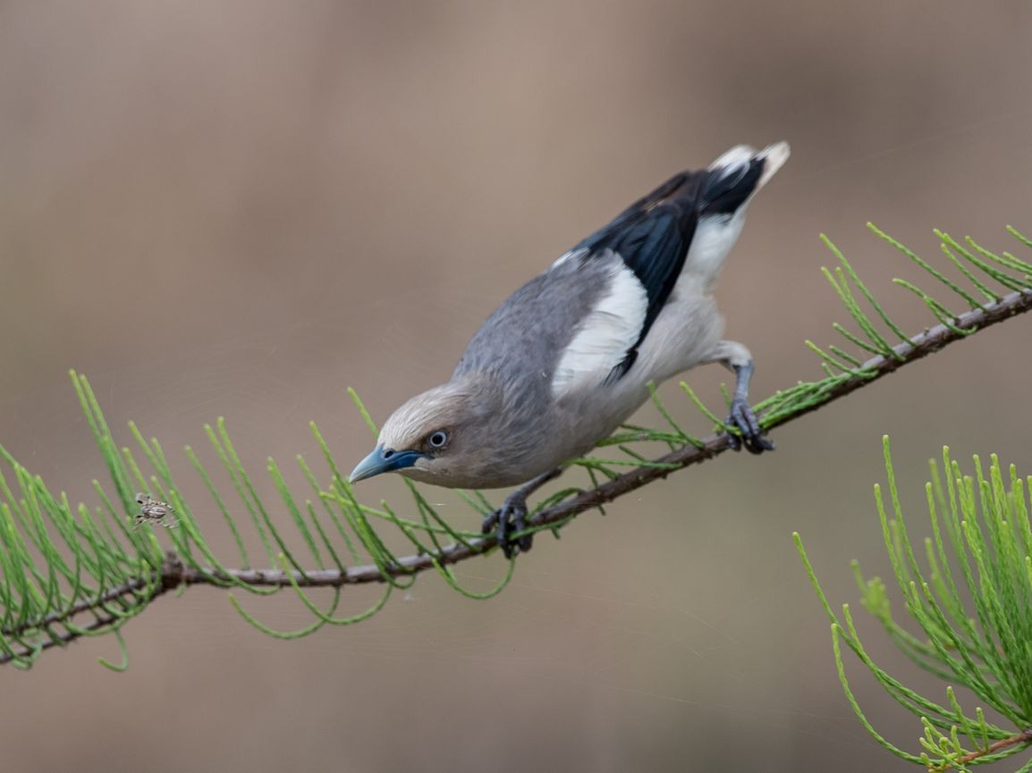 White-shouldered Starling - ML103725471