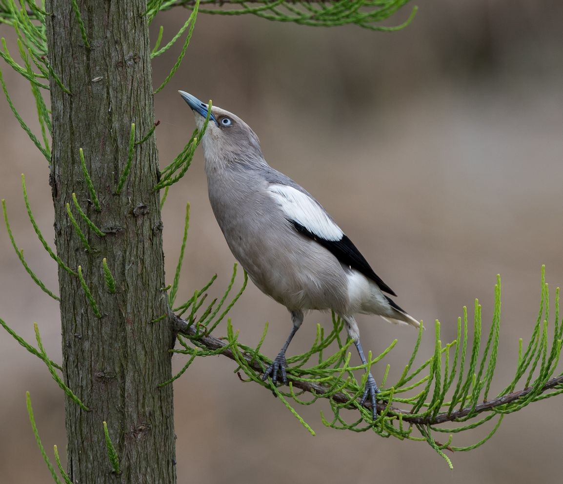 White-shouldered Starling - Kai Pflug