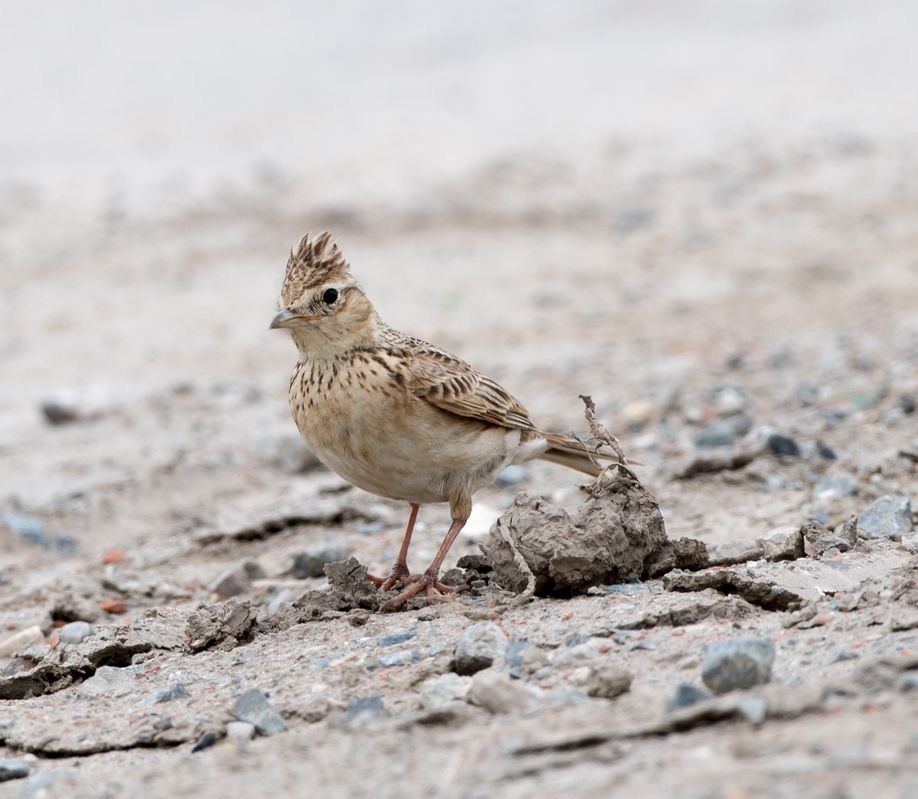 Oriental Skylark - Kai Pflug