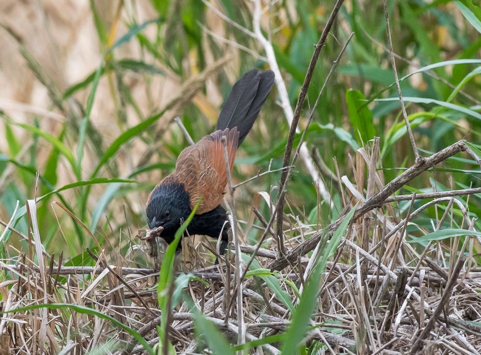 Lesser Coucal - Kai Pflug