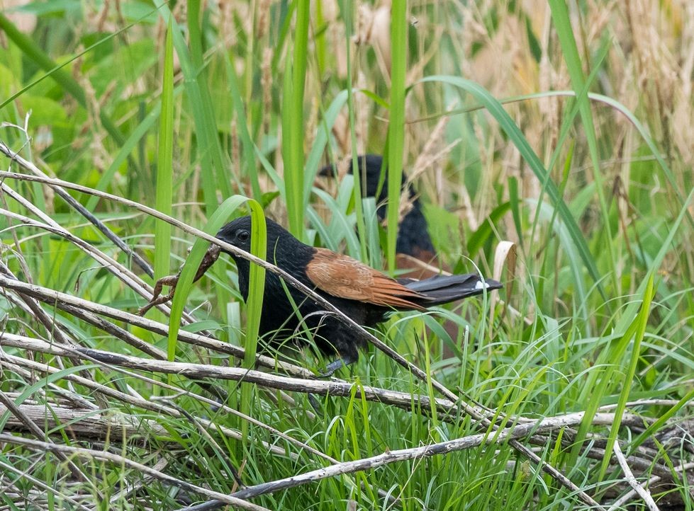 Lesser Coucal - Kai Pflug