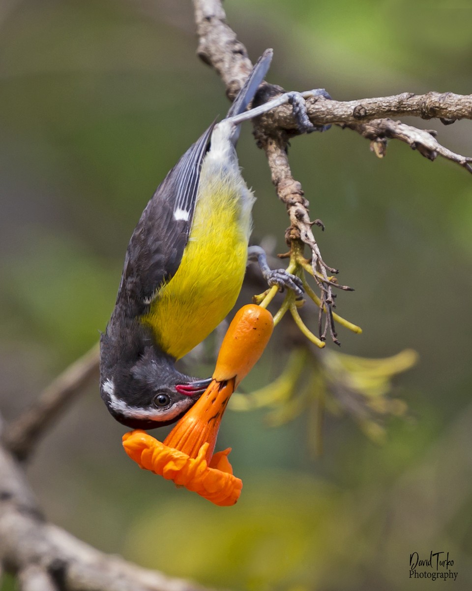 Bananaquit - ML103726651