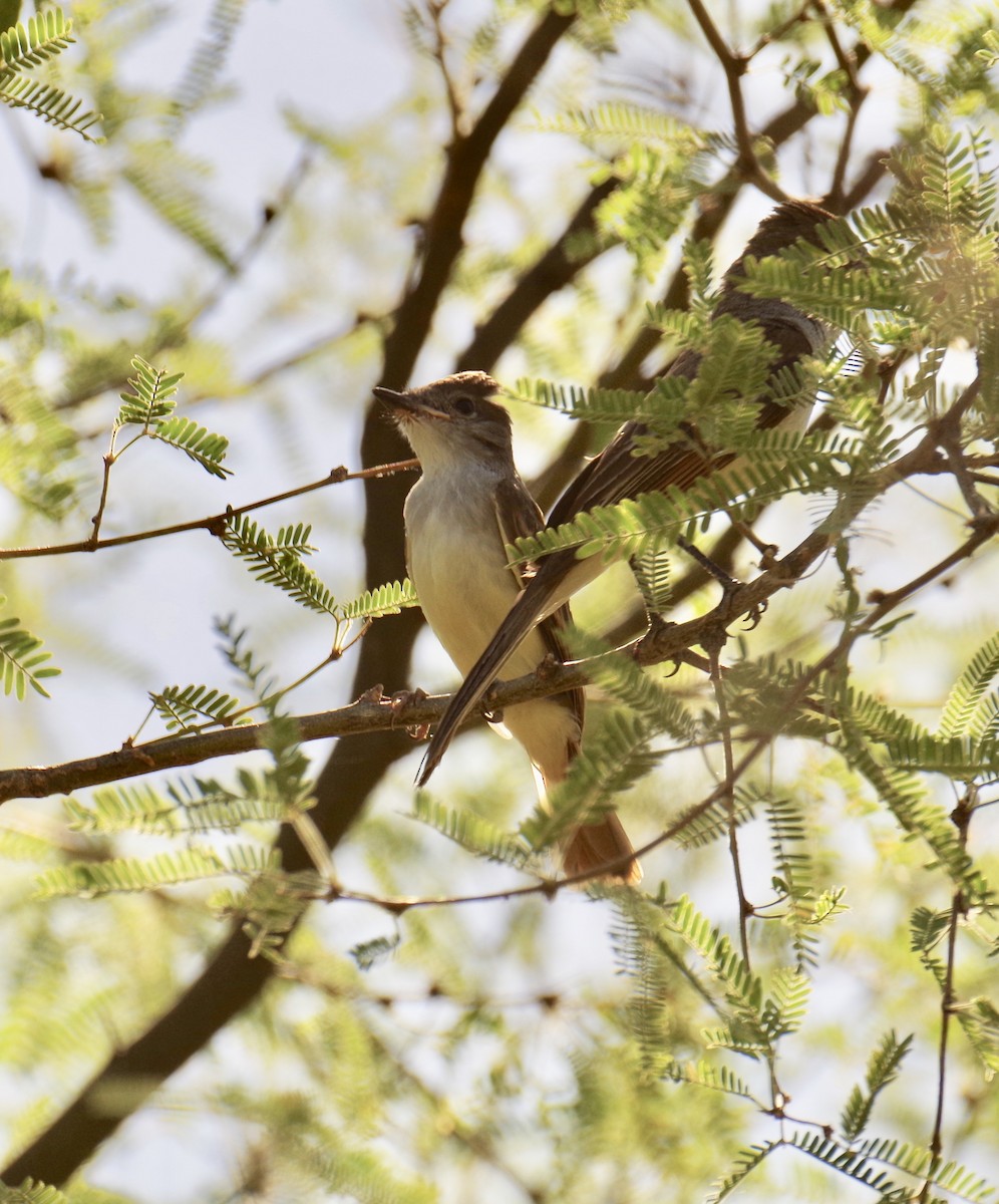 Ash-throated Flycatcher - James Taylor