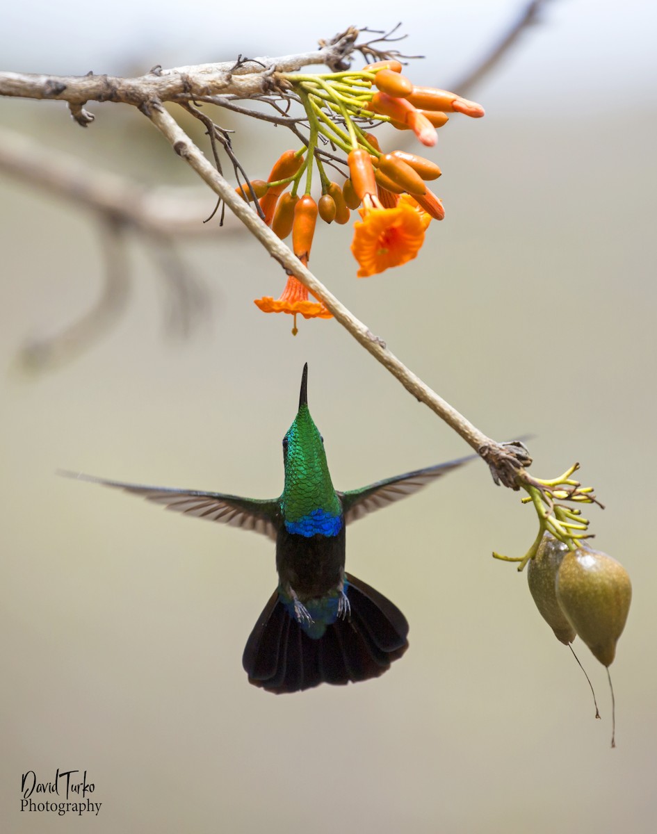 Green-throated Carib - ML103728741