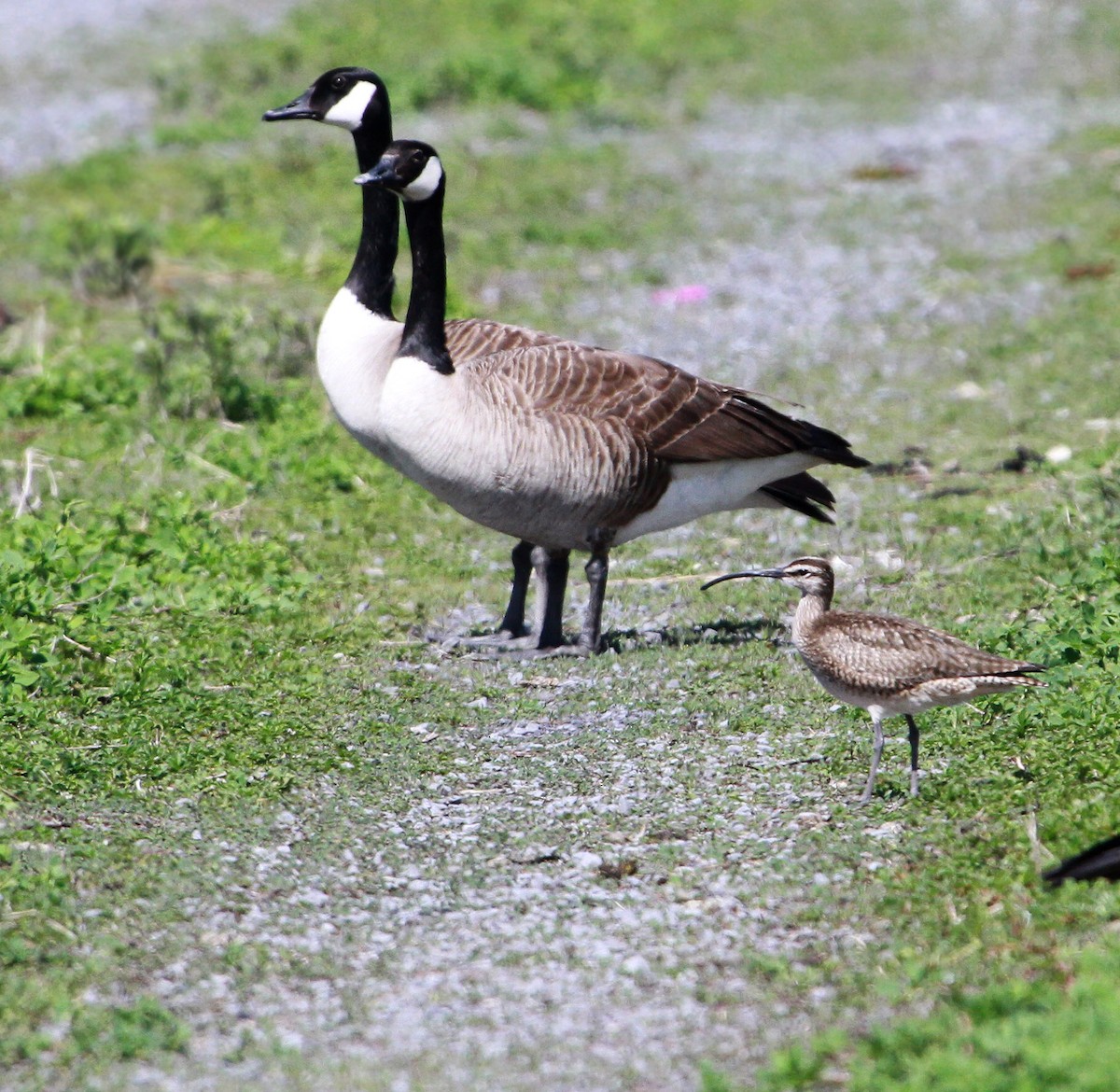 Whimbrel - ML103728871