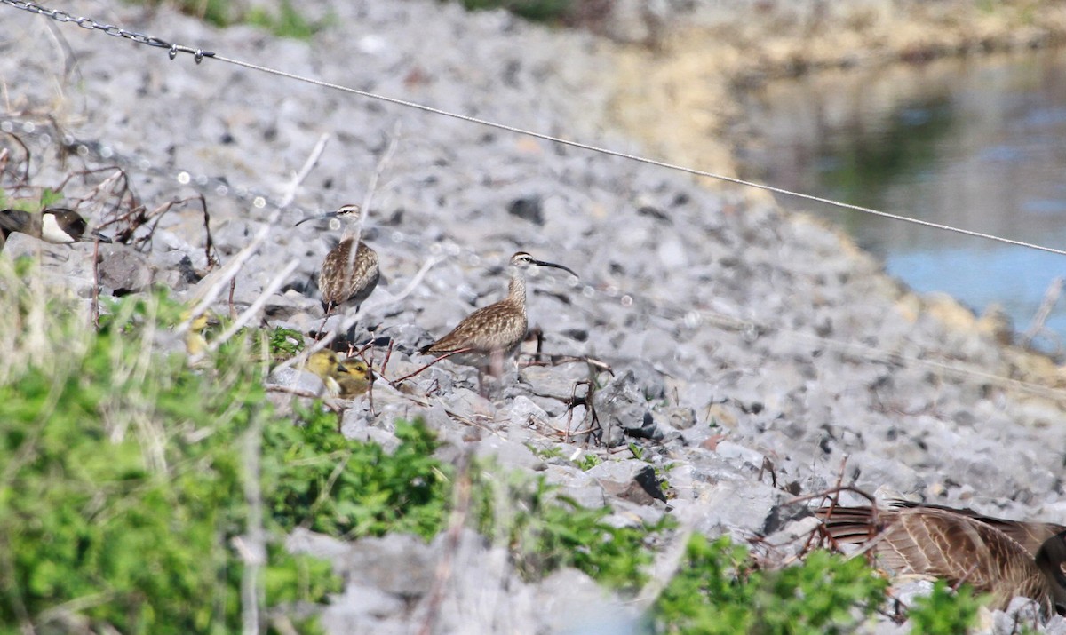 Whimbrel - ML103728881