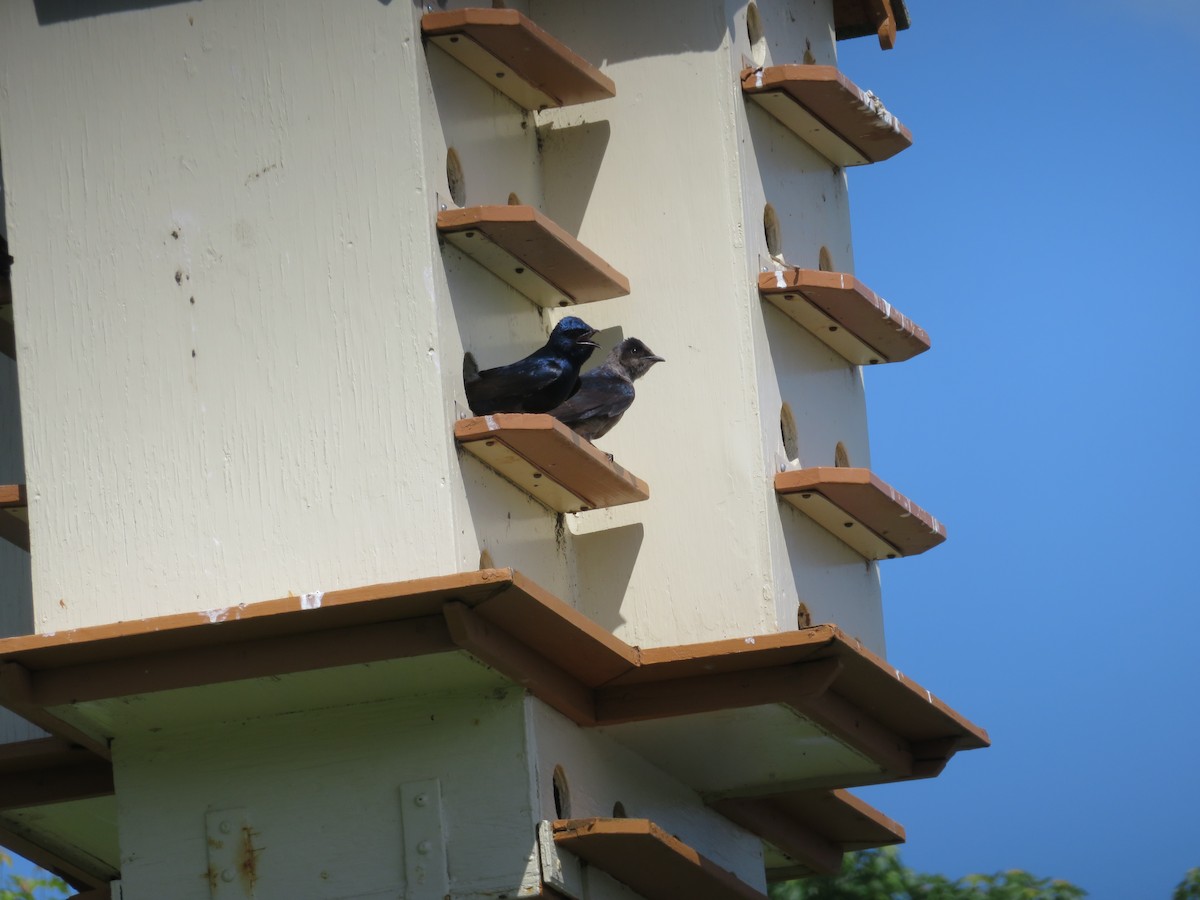 Golondrina Purpúrea - ML103729641