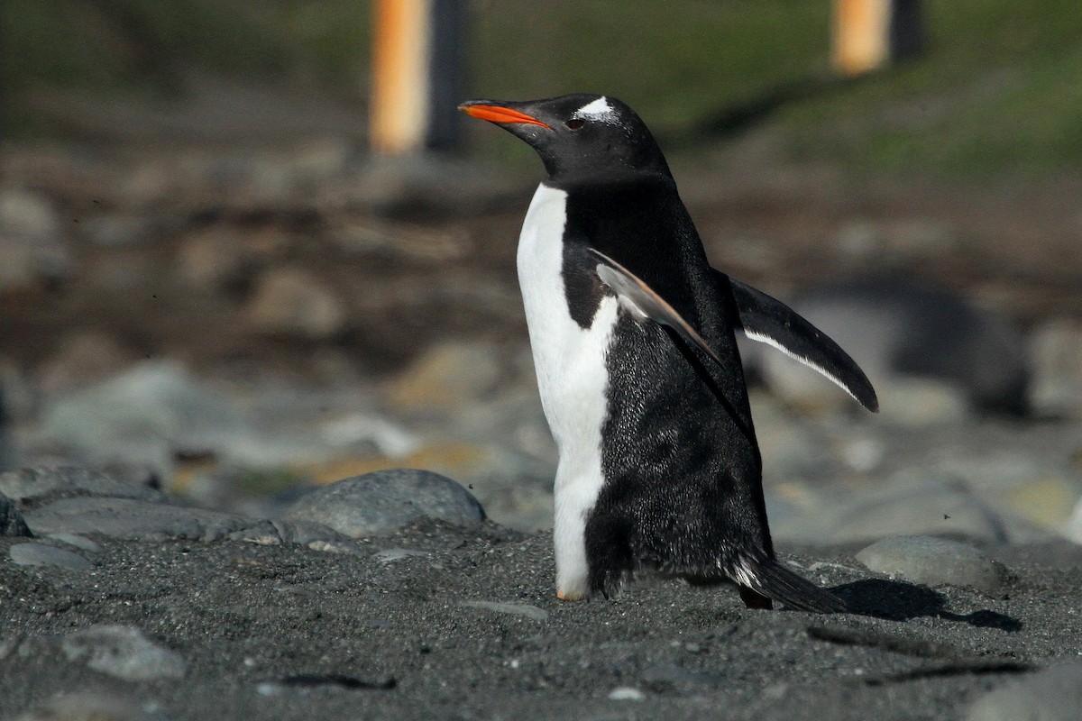 Gentoo Penguin - Stephen Gast