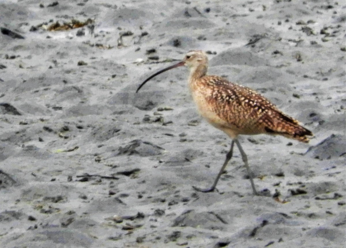Long-billed Curlew - ML103734571